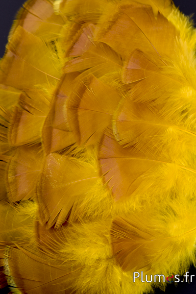 Dindon bronze blanchi - 5-15 cm - jaune-caramel